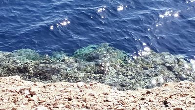 Dnešek ve znamení parádní šnorchlovačky v prostředí přírodní rezervace Blue hole bez účasti skupinového výletu cestovní agentury. Prostě …
