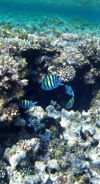 O 2 roky později 📆⏳👣 Prostě Dahab 🌞🐠🐟🐬😁